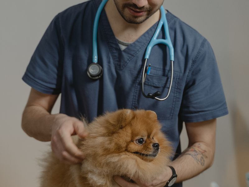 Contabilidade para Veterinário em Salvador BA